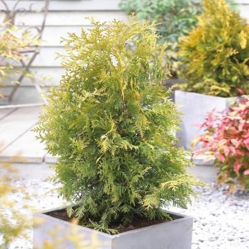 Thuja occidentalis Golden Brabant