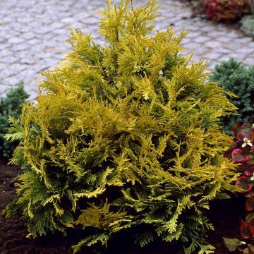 Thuja occidentalis Sunkist