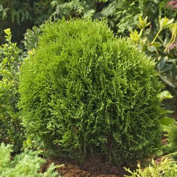 Thuja Occidentalis Tiny Tim