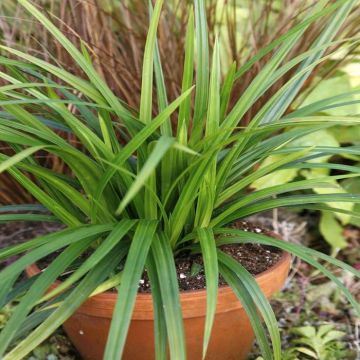 Carex morrowii Irish Green