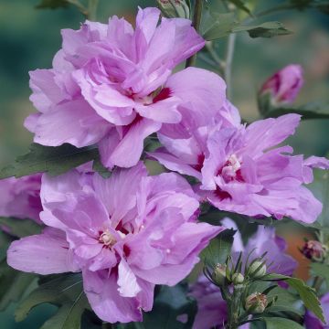 Hibiscus syriacus Ardens