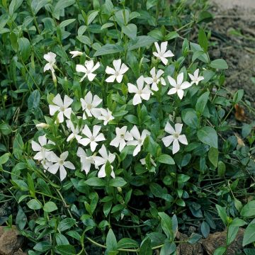 Vinca minor Gertrude Jekyll