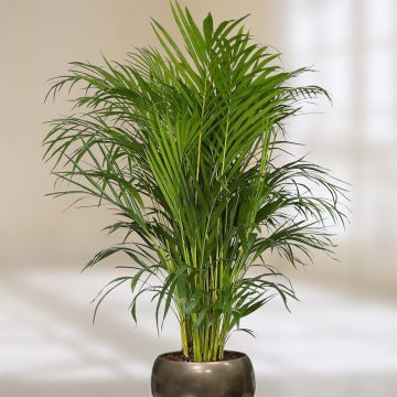 areca-dypsis-v1