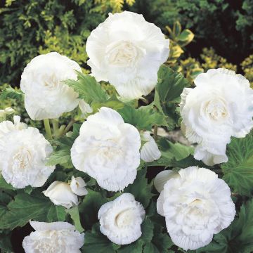Begonia grandiflora White