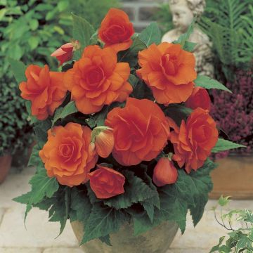 Begonia grandiflora Orange