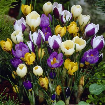 Crocus botanical mix