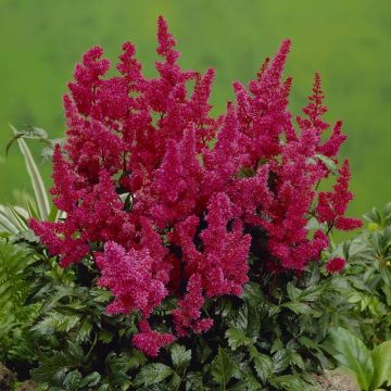 Astilbe Fiery Red v2