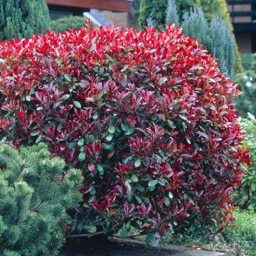 Photinia Red Robin V3