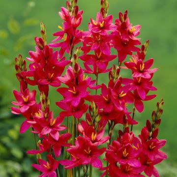 Ixia Venus