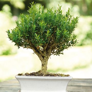 Buxus Ball bonsai
