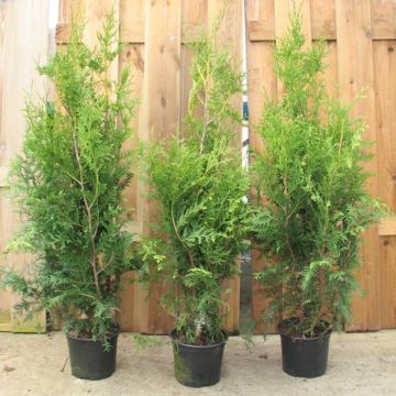 Thuja Brabant Pot