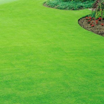 Self repairing lawn seed v3