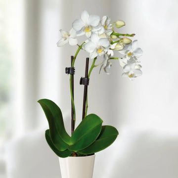 mini-white-orchid -v2
