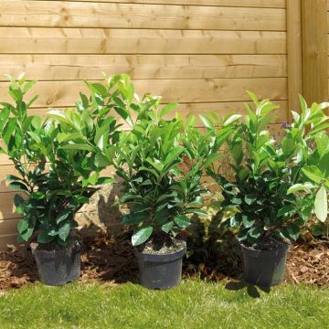 Prunus lauro Novita v2