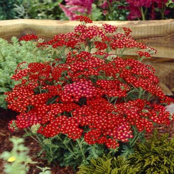 Achillea millefolium Red
