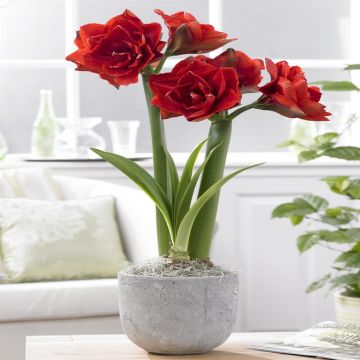 Amaryllis Cherry Nymph