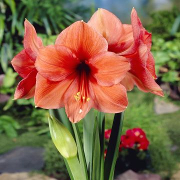 Amaryllis Desire