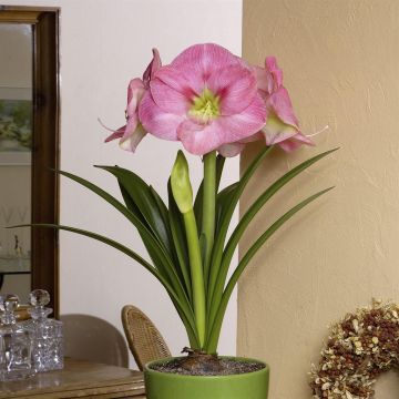 Amaryllis Susan