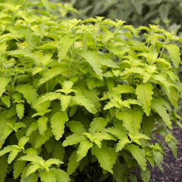 Cariopteris x clandonensis Hint of Gold