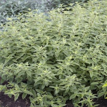 Caryopteris x clandonensis White Surprise