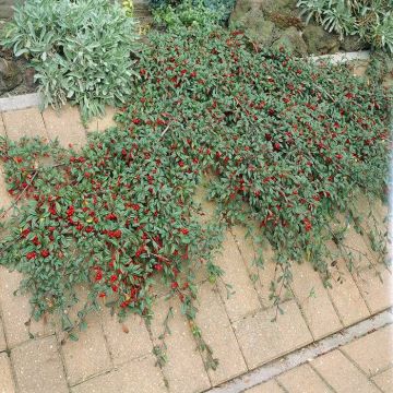 Cotoneaster franchetii
