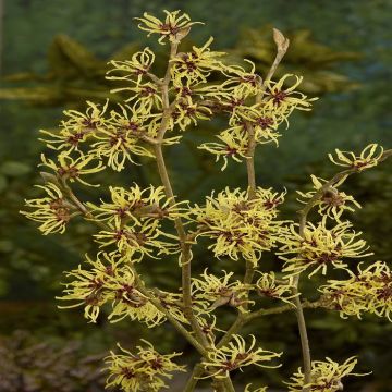 Hamamelis Pallida
