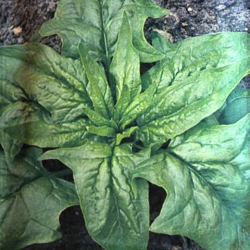 Spinach A,dam large leaved