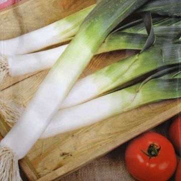 Leek Hiverbleu