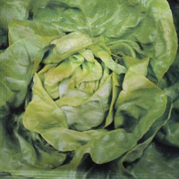 Lettuce Zomerdiamant