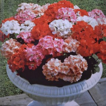 Geranium Magic beauty