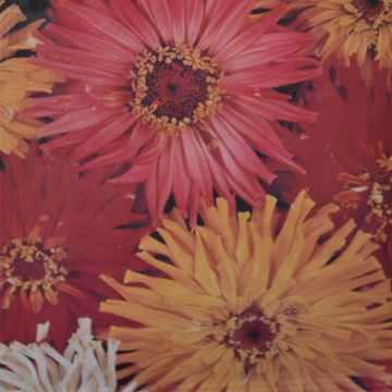 Zinnia Chrysanthemum