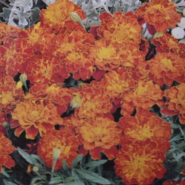 French Marigold Carmen