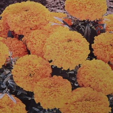 African Marigold Sunshine