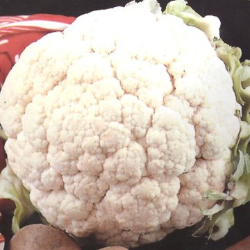 Herfstbloemkool Vito