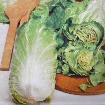 Chicory Pan di Zucchero