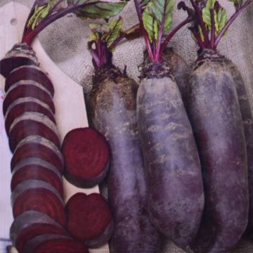 Beetroot Cylindra