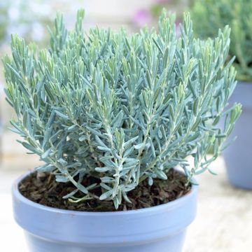 Andromeda polifolia Blue Laggoon