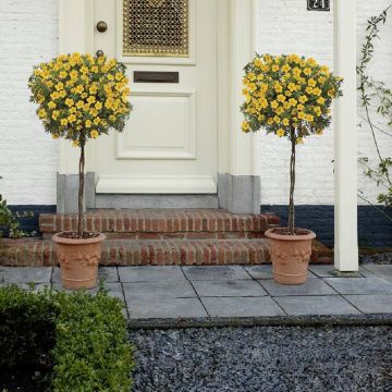 2 Potentilla op stam (mail)