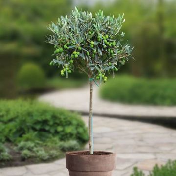 Standard Olive tree P20