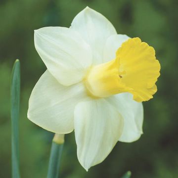 Narcissi cyclamineus Ara v2