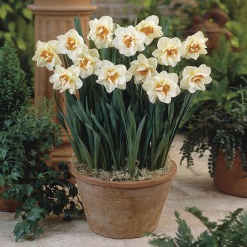 Narcissi Flower Drift