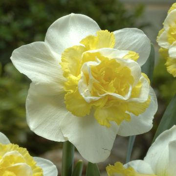Narcissi double Wave v2