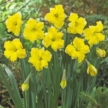 Narcissi split crown Pretty in Yellow