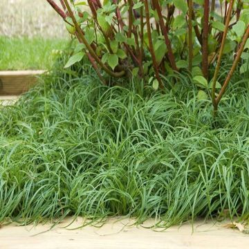 Carex carophyllea the beatles