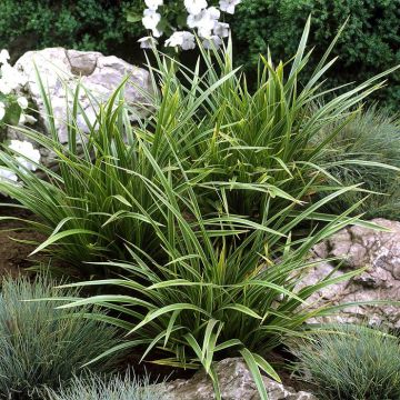 Carex morowii variegata