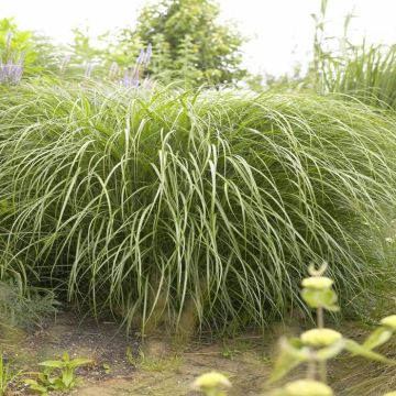 Miscannthus Yakushima