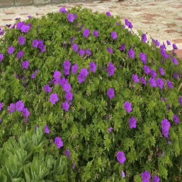 Geranium sanguineum Tiny Monster