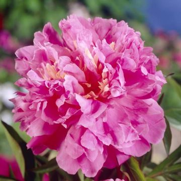 Paeonia Dr Alexander Fleming