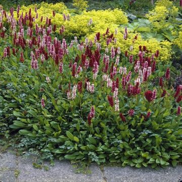 Persicaria affines Darjeling Red
