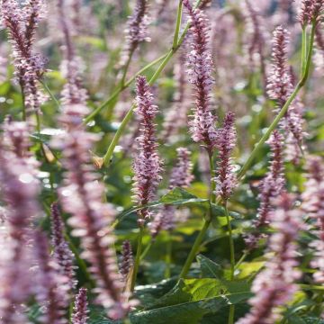 Persicaria amplex. Rosea